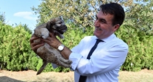 Sokak hayvanlarına 24 saat tedavi