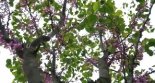  Osmangazi erguvan çiçekleri ile renklenecek