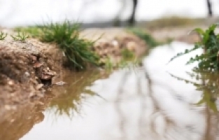Yerli ve milli tohumlar fideye dönüştü