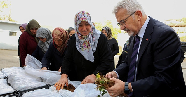 Nilüfer Belediyesi’nden kadın üreticilere 100 bin çilek fidesi